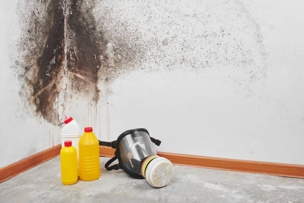 Best Mold Remediation for Specific Building Types in Franklin, VA