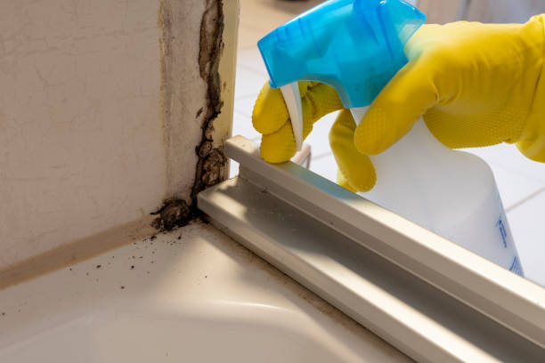 Best Localized Mold Remediation (e.g., coastal areas, humid climates) in Franklin, VA