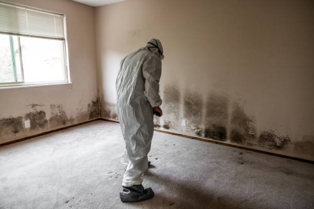 Best Health and Safety Mold Remediation in Franklin, VA